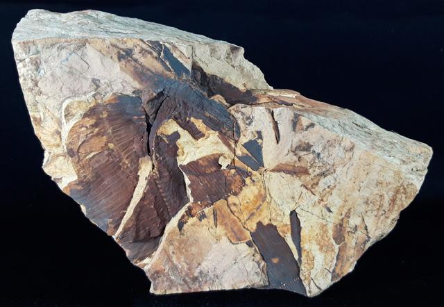 Calamites sp. BRONGNIART 1828 - Bild © FossNet FossilienStore